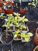 Surinaamse bitawirie plantjes 3,00 per plant, Tuin en Terras, Planten | Tuinplanten, Volle zon, Groenteplanten, Eenjarig, Ophalen of Verzenden