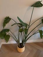 Strelitzia Nicolai (130cm) incl. pot, Huis en Inrichting, Ophalen, Overige soorten, Halfschaduw, In pot