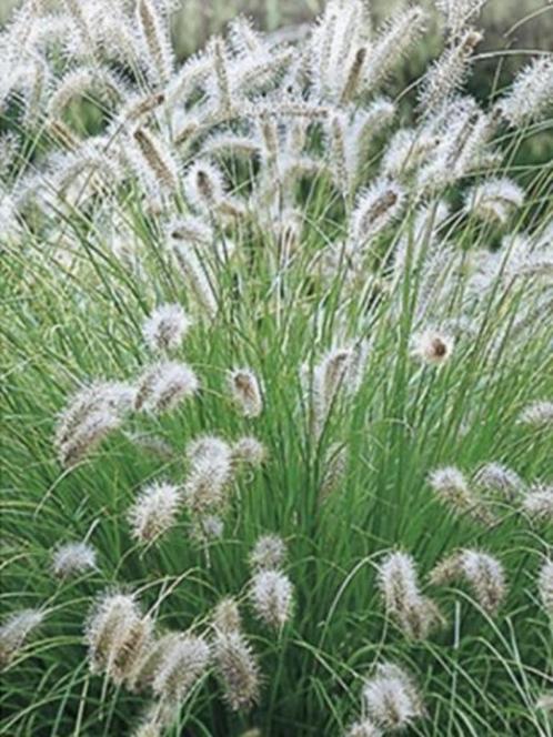 Lampenpoetsersgras ( Pennisetum Hameln), Tuin en Terras, Planten | Tuinplanten, Vaste plant, Siergrassen, Volle zon, Herfst, Ophalen of Verzenden