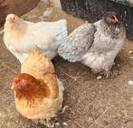 3 mooie jonge brahma hennen van 2025, Dieren en Toebehoren, Pluimvee, Vrouwelijk, Kip