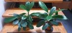 2 cyathistipula kamerplantjes samen te koop, Ophalen, Ficus, Halfschaduw, Minder dan 100 cm