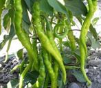 Komkommer stek Aubergin Tomaat Punt paprika Biber aci Tatli, Volle zon, Groenteplanten, Eenjarig, Ophalen of Verzenden