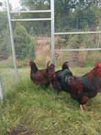 Barnevelders trio dubbelgezoomd, Dieren en Toebehoren, Pluimvee, Meerdere dieren, Kip