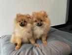 2 Prachtige Mini Pomeriaan/pomeranian pups reutje en teefje, 15 weken tot 1 jaar, Overige rassen, Parvo, Meerdere