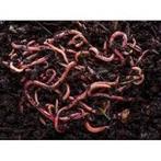 Compost wormen / Tijgerwormen, Ophalen of Verzenden