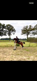 Bijrijder aangeboden, Dieren en Toebehoren, Paarden en Pony's | Verzorgingsproducten, Ophalen of Verzenden, Nieuw