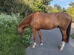 Verzorger gezocht voor mijn paard, Dieren en Toebehoren, Ophalen of Verzenden