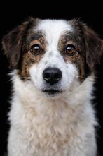 Ter adoptie Kimmy, Dieren en Toebehoren, Honden | Niet-rashonden, Particulier, 1 tot 2 jaar, Buitenland, Teef