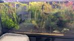Aquarium planten complete beplanting incl spiderwood met mos, Dieren en Toebehoren, Vissen | Aquaria en Toebehoren, Ophalen of Verzenden