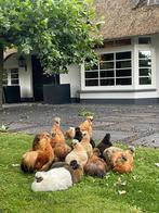 Zijdehoentjes kipjes kriel, Dieren en Toebehoren, Pluimvee, Meerdere dieren, Kip