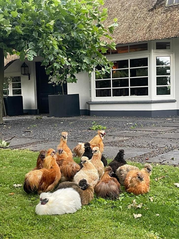 Zijdehoentjes kipjes kriel, Dieren en Toebehoren, Pluimvee, Kip, Meerdere dieren