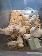 Kuikens kruising krulveer padua en cochin of zijdehoen, Meerdere dieren, Kip