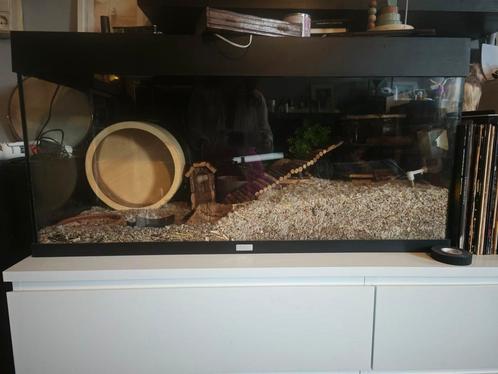 Terrarium/ Aquarium 100x50x40, Dieren en Toebehoren, Knaagdieren en Konijnen | Hokken en Kooien, Zo goed als nieuw, Hok, Minder dan 60 cm