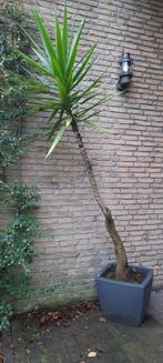 Yucca 250 cm, Ophalen, 200 cm of meer, Halfschaduw, In pot
