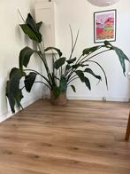 Prachtige Strelitzia plant 200 cm, Ophalen, 200 cm of meer, Overige soorten, In pot