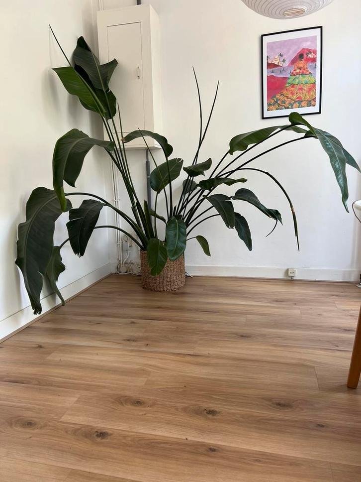 Prachtige Strelitzia plant 200 cm, Huis en Inrichting, Kamerplanten, Overige soorten, 200 cm of meer, Groene kamerplant, Volle zon
