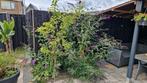 Tuin planten en appelbomen, Ophalen, Bloeit niet, Overige soorten