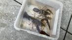 Levende rivierkreeften man en vrouw zouden kunnen paren, Dieren en Toebehoren, Insecten en Spinnen, Overige soorten