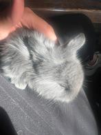 Mini loffelohr/ drager, November, Meerdere dieren, Overige typen, Tam