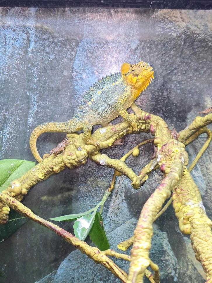 Trioceros hoehnelli ( Hoehnel's kameleon )