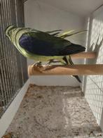 Blauwvleugel parkieten, Dieren en Toebehoren, Vogels | Parkieten en Papegaaien, Meerdere dieren, Parkiet