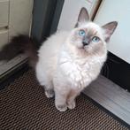 Lieve Ragdoll poes 5 maandjes zoekt liefdevol huis, Poes, Gechipt