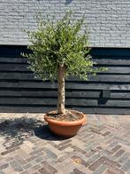 Olijfboom in decoschaal, Tuin en Terras, Planten | Bomen, 100 tot 250 cm, Olijfboom, Zomer, Ophalen
