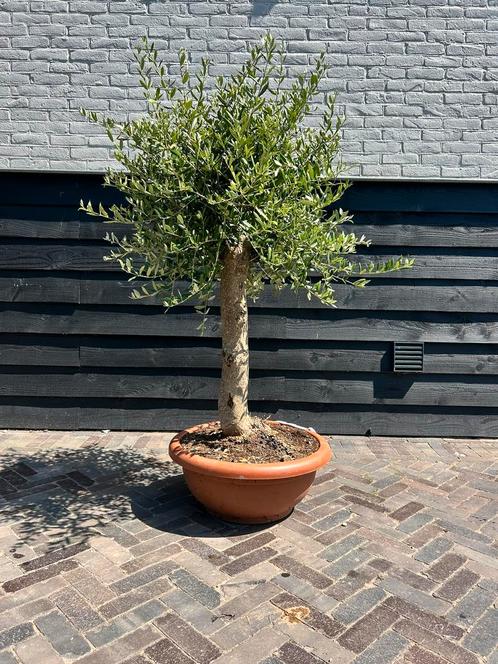 Olijfboom in decoschaal, Tuin en Terras, Planten | Bomen, Olijfboom, 100 tot 250 cm, Volle zon, Zomer, Ophalen