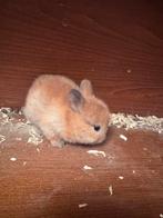 Baby konijntjes, Dieren en Toebehoren, Konijnen, Meerdere dieren, Dwerg