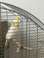 Gele vogel valkparkiet, Dieren en Toebehoren, Mannelijk, Parkiet, Pratend