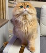 Britse langhaar dekkater