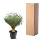 Yucca Rostrata | 100-120 cm | Ø40 | Winterharde Palmlelie, Verzenden, Vaste plant, Overige soorten, Halfschaduw