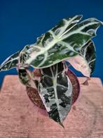 Alocasia Amazonica Snowflake p12, Ophalen of Verzenden, Halfschaduw, Minder dan 100 cm