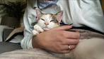 Hele lieve poes te koop, Dieren en Toebehoren, Poes