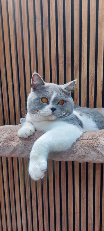 Prachtige blauw /wit dekkater met een kampioens titel beschikbaar voor biedingen