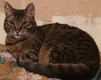 Vermist sinds 3oktober beloning 50 euro, Dieren en Toebehoren, Kater, Kortharig, 6 jaar of ouder