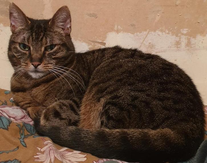 Vermist sinds 3oktober beloning 50 euro, Dieren en Toebehoren, Katten en Kittens | Overige Katten, Kortharig, Kater, 6 jaar of ouder
