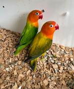 Bewezen koppel Agapornis Fisheri euwing opaline, Dieren en Toebehoren, Vogels | Parkieten en Papegaaien, Meerdere dieren, Dwergpapegaai of Agapornis