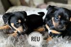 5 Prachtige Jack Russell Pups, Particulier, Rabiës (hondsdolheid), Meerdere, 8 tot 15 weken