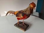 Opgezette Goudfazant, Ophalen of Verzenden