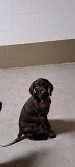 Ruwharige Vizsla Korthaar Mix Hondenpuppy´s, Dieren en Toebehoren, Honden | Niet-rashonden, CDV (hondenziekte), Fokker | Hobbymatig