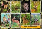 Ansichtkaart	Bosschenhoofd	8-luik	dieren, Verzenden, 1960 tot 1980, Gelopen, Noord-Brabant