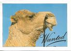 Kameel., Verzenden, 1980 tot heden, Gelopen, Overige thema's