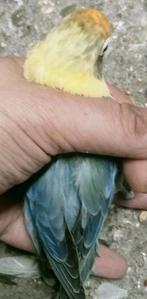 Leuke yellow face opaline emerald pop, Vrouwelijk, Dwergpapegaai of Agapornis