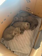 Britse korthaar kitten /kittens, Ophalen, Zo goed als nieuw