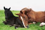 Paardenpension, Dieren en Toebehoren, Weidegang, 2 of 3 paarden of pony's