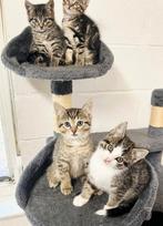 Kittens mix Britse korthaar x mix bengaal mogen verhuizen, Dieren en Toebehoren, Meerdere dieren, 0 tot 2 jaar