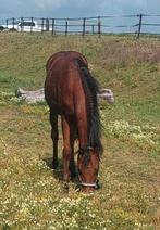 Leuke jaarlinghengst D maat, Dieren en Toebehoren, Pony's, Gechipt, 0 tot 2 jaar, Hengst, Onbeleerd