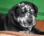 NORTH AMERICAN MASTIFF - NAM, Fokker | Hobbymatig, Overige rassen, 8 tot 15 weken, Buitenland