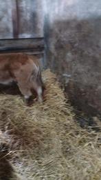 Roodbonte koe met parthenaise vaarskalf, Mannelijk